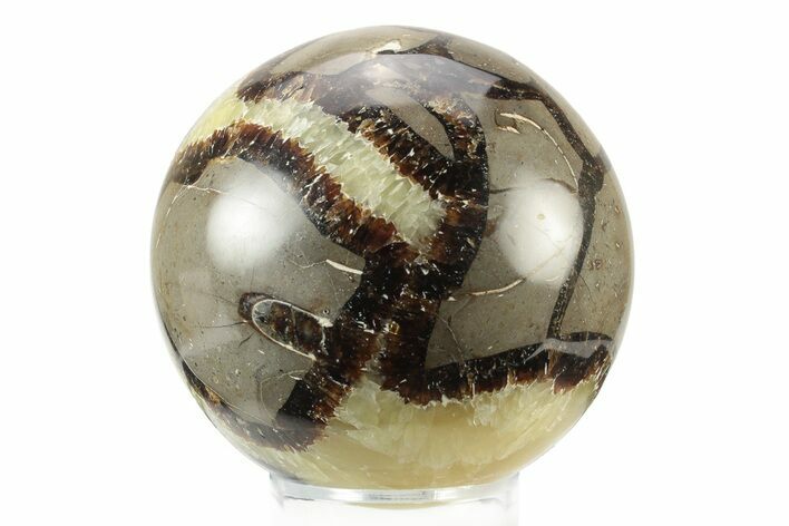 Polished Septarian Sphere - Madagascar #238985